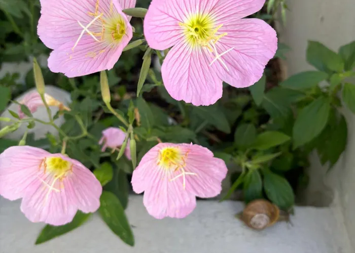 Haus Rosi Διαμέρισμα